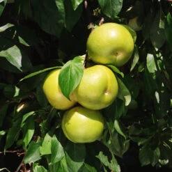 Flavor Queen Pluot® 9 Flavor Queen Pluot® -Plant Sales Store Flavor Queen Pluot 4