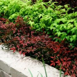 Flirt™ Nandina Shrub 9 Flirt™ Nandina Shrub -Plant Sales Store Flirt Nandina BB 2