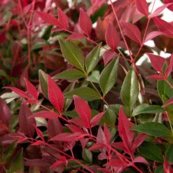 Flirt™ Nandina Shrub 8 Flirt™ Nandina Shrub -Plant Sales Store Flirt Nandina FGT 6