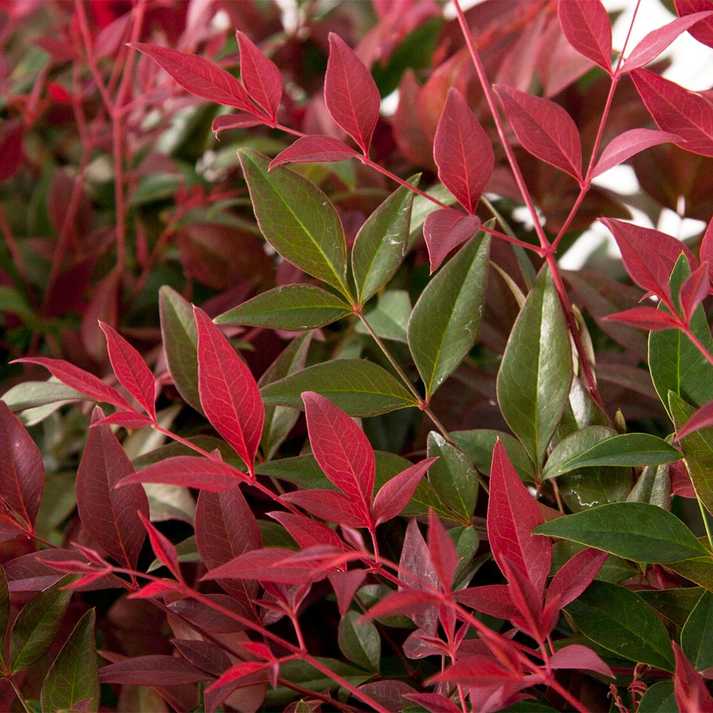 Flirt™ Nandina Shrub 3 Flirt™ Nandina Shrub - Image 3
