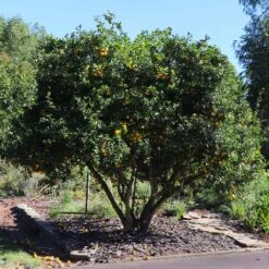 Hardy Orange Tree 'Flying Dragon' -Plant Sales Store Flying Dragon Trifoliate orange 11 FGT