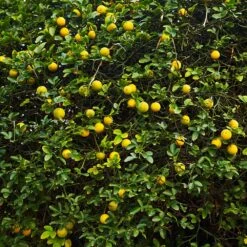 Hardy Orange Tree 'Flying Dragon' -Plant Sales Store Flying Dragon Trifoliate orange 2