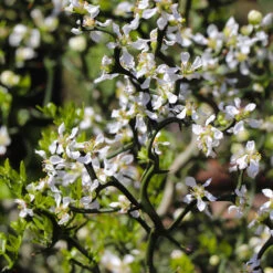 Hardy Orange Tree 'Flying Dragon' -Plant Sales Store Flying Dragon Trifoliate orange 3 FGT