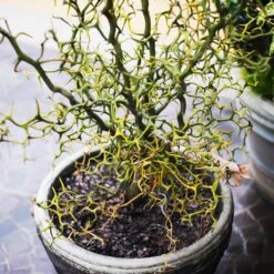 Hardy Orange Tree 'Flying Dragon' -Plant Sales Store Flying Dragon Trifoliate orange 7