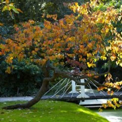 Forest Pansy Redbud -Plant Sales Store Forest Pansy Redbud 2