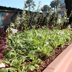 Francee Hosta Plant -Plant Sales Store Francee Hosta 3