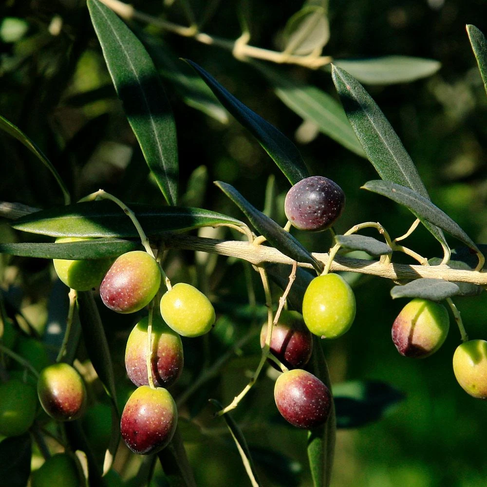 Frantoio Olive Tree 4 Frantoio Olive Tree - Image 4
