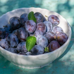 French Prune Tree -Plant Sales Store French Prune Plum 3