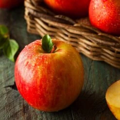 New Release -Plant Sales Store Fuji Apple 2 e0362af8 2eb1 46b9 ba14 95f2073476f3