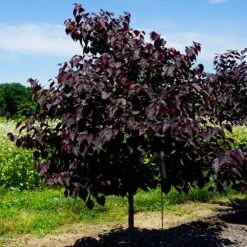 Garden Gems® Amethyst Redbud Tree