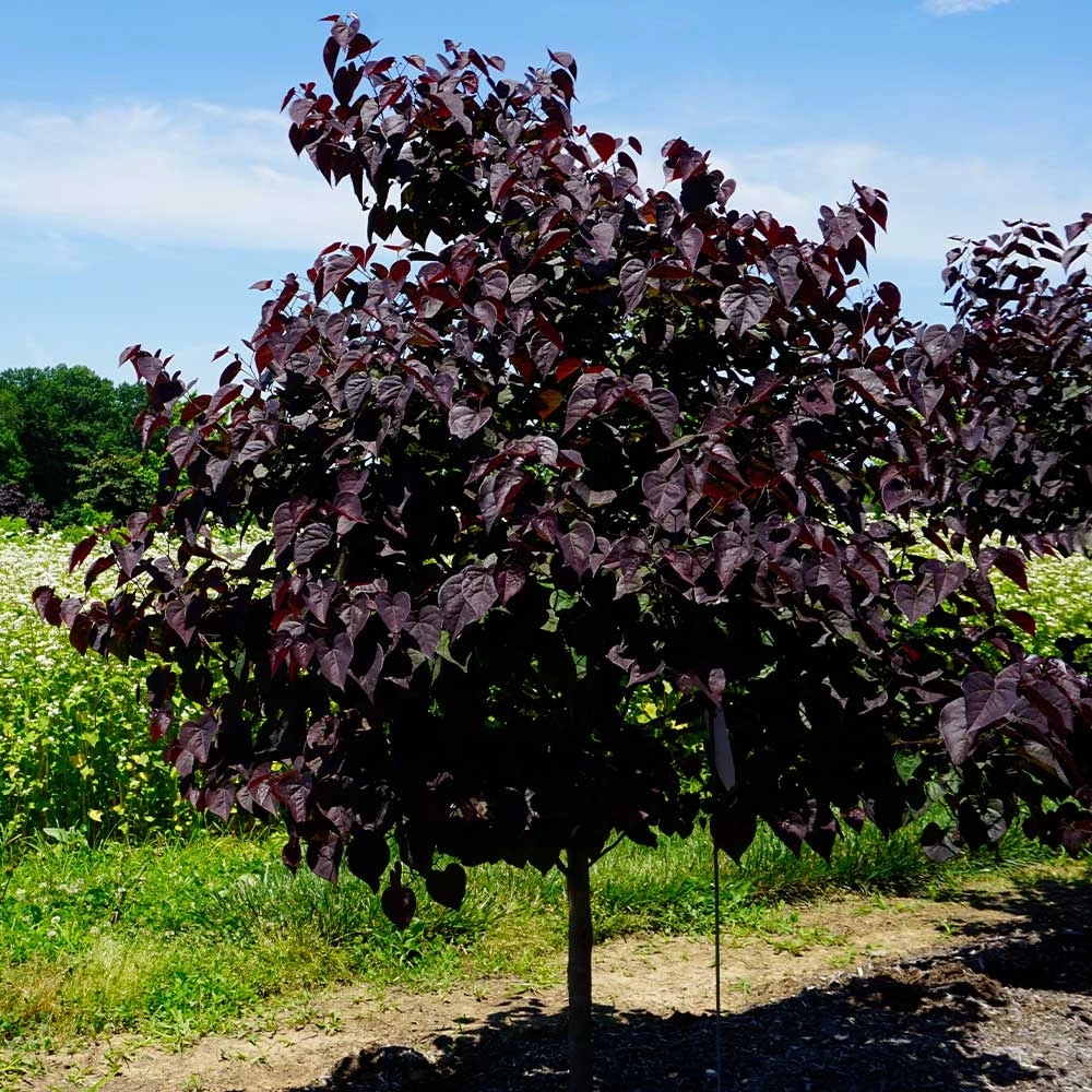 Garden Gems® Amethyst Redbud Tree 1 Garden Gems® Amethyst Redbud Tree