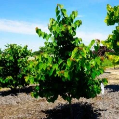 Garden Gems® Emerald Redbud Tree -Plant Sales Store Garden Gems Emerald 3