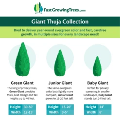 Junior Giant Thuja Tree -Plant Sales Store GiantThujaCollectionGraphic 46da212d 75c4 4b15 9d43 0f7dc11664cd