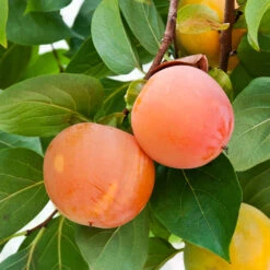 Giant Fuyu Persimmon Tree -Plant Sales Store Giant Persimmon 1