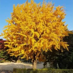 New Release -Plant Sales Store Ginkgo Biloba 8 FGT
