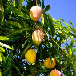 Salsa Kit 9 Salsa Kit -Plant Sales Store Glenn Mango 6