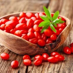 Goji Berry 8 Goji Berry -Plant Sales Store Goji Berry 4