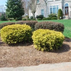 Gold Mop Cypress 6 Gold Mop Cypress -Plant Sales Store Gold Mop Cypress 1 FGT