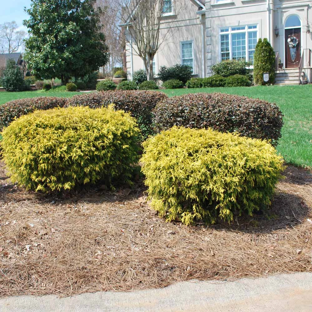 Gold Mop Cypress 3 Gold Mop Cypress - Image 3