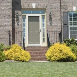 Gold Mop Cypress 7 Gold Mop Cypress -Plant Sales Store Gold Mop Cypress 2 FGT