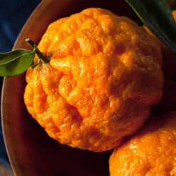 Gold Nugget Mandarin Tree -Plant Sales Store Gold Nugget Manderine Tree 4 FGT