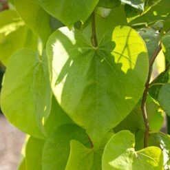 Golden Falls® Redbud Tree -Plant Sales Store Golden Falls Redbud 2