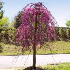 Golden Falls® Redbud Tree -Plant Sales Store Golden Falls Redbud 4
