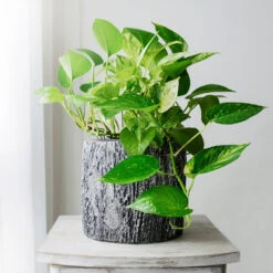 New Apartment House Plant Kit -Plant Sales Store Golden Pothos 1 BB c89f9c19 c34c 48a5 8c2a 5055ce6dca15
