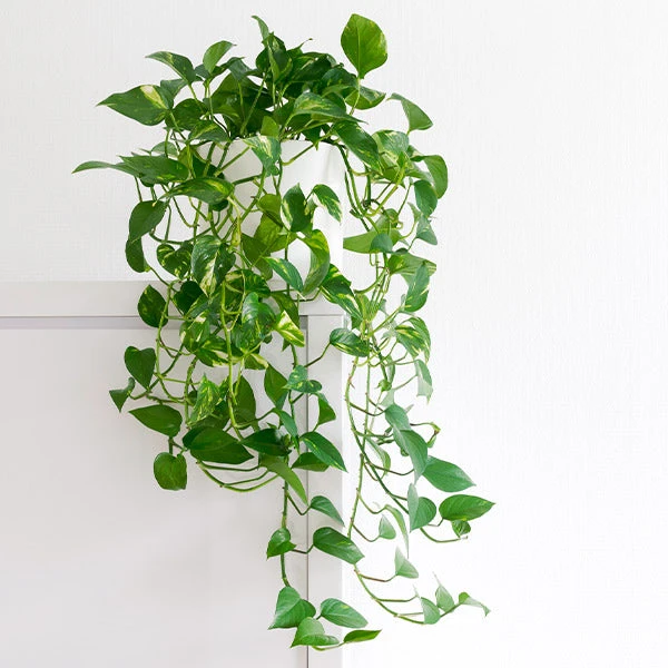 Golden Pothos 1 Golden Pothos