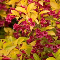 Golden Jackpot® Weigela Shrub 6 Golden Jackpot® Weigela Shrub -Plant Sales Store Golden jackpot Weigela 2