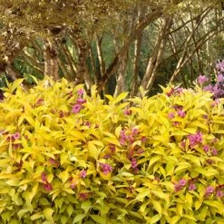 Golden Jackpot® Weigela Shrub 7 Golden Jackpot® Weigela Shrub -Plant Sales Store Golden jackpot Weigela 3