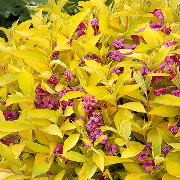Golden Jackpot® Weigela Shrub 1 Golden Jackpot® Weigela Shrub