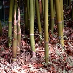Graceful Bamboo -Plant Sales Store Graceful Bamboo 3 FGT