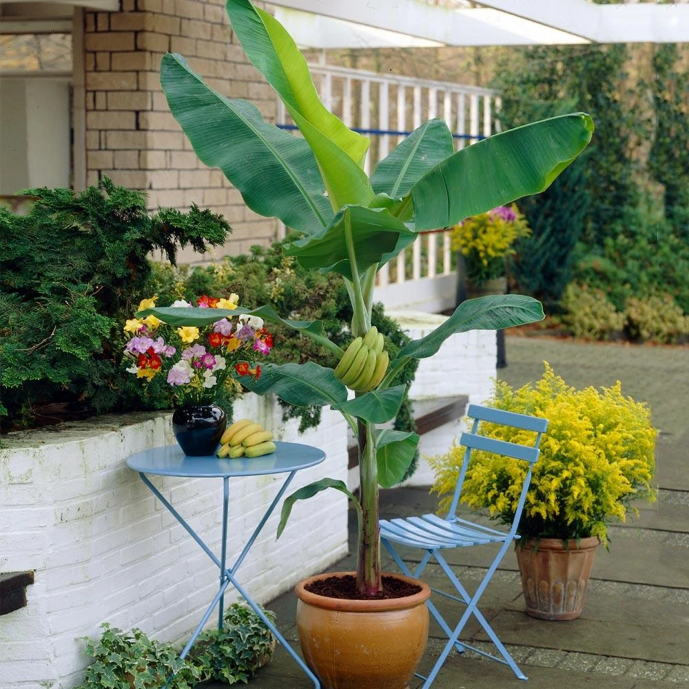Grand Nain 'Naine' Banana Tree 2 Grand Nain 'Naine' Banana Tree - Image 2