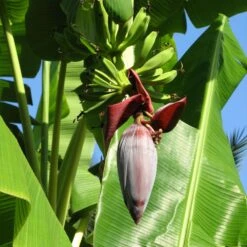 Grand Nain 'Naine' Banana Tree 8 Grand Nain 'Naine' Banana Tree -Plant Sales Store Grand Naine Nain Banana 6