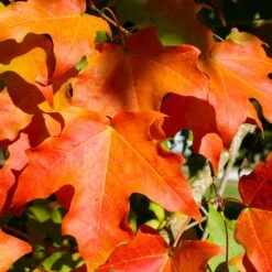 Green Mountain Sugar Maple Tree 8 Green Mountain Sugar Maple Tree -Plant Sales Store Green Mountain Sugar Maple 2