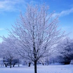 Green Mountain Sugar Maple Tree 11 Green Mountain Sugar Maple Tree -Plant Sales Store Green Mountain Sugar Maple 5