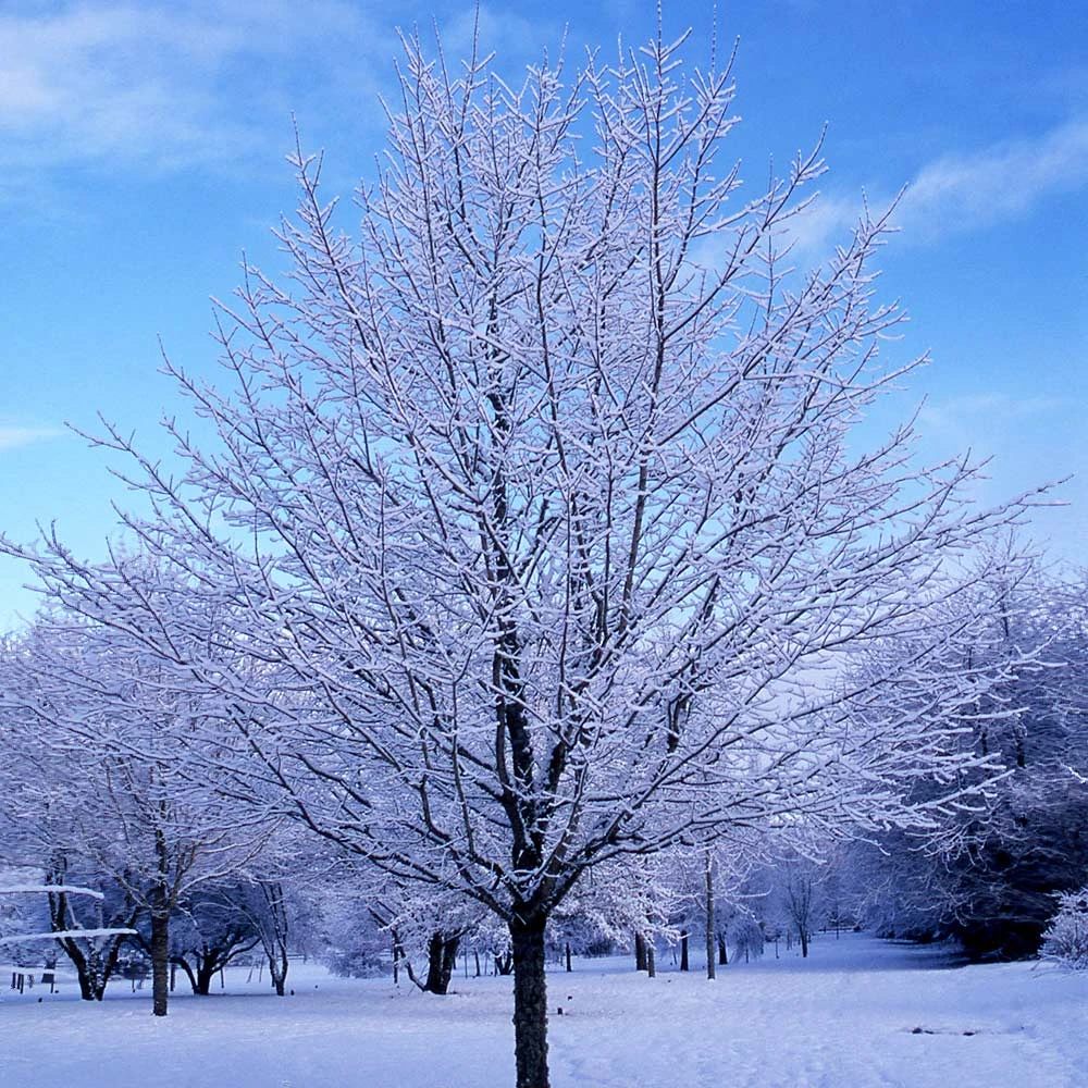 Green Mountain Sugar Maple Tree 6 Green Mountain Sugar Maple Tree - Image 6