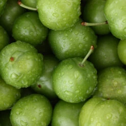 Green Gage Plum -Plant Sales Store Green Gage Plum 4