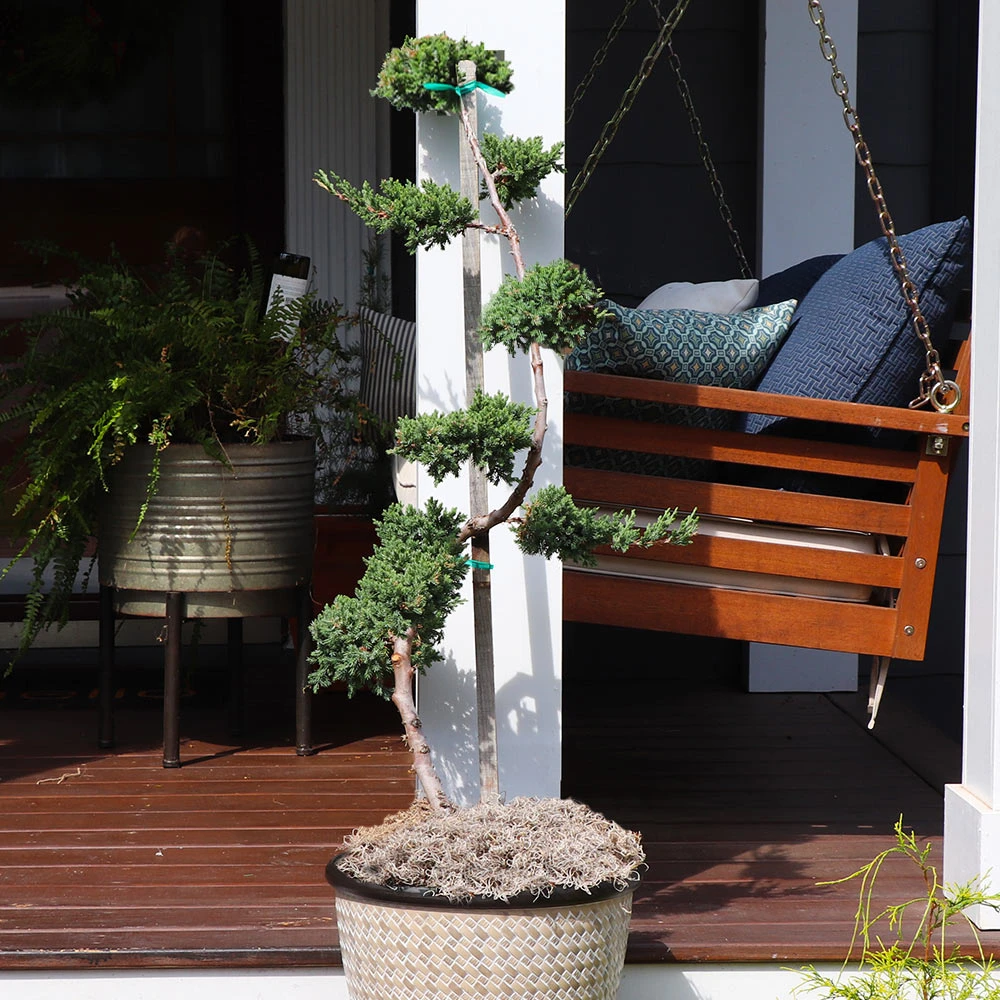 Green Mound Juniper Topiary 2 Green Mound Juniper Topiary - Image 2