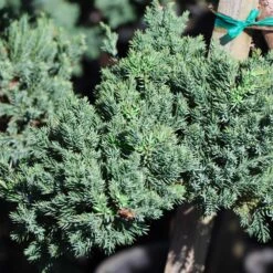 Green Mound Juniper Topiary 5 Green Mound Juniper Topiary -Plant Sales Store Green Mound JUniper 3 FGT 95b457e9 9712 4329 b324 05ec99fb2809
