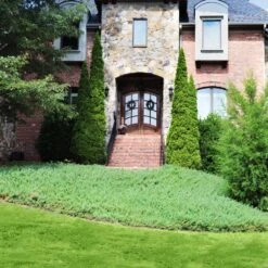 Green Mound Juniper -Plant Sales Store Green Mound Juniper 4