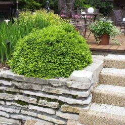 Green Velvet Boxwood Shrub -Plant Sales Store Green Velvet Boxwood 4 FGT