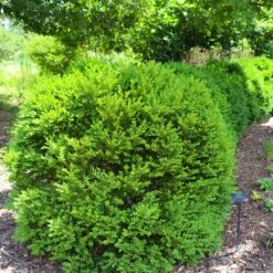 Green Velvet Boxwood Shrub -Plant Sales Store Green Velvet Boxwood 7