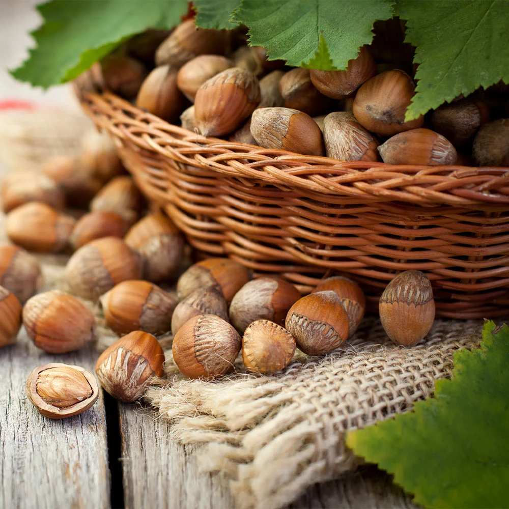 Hazelnut Pollinator Pack 2 Hazelnut Pollinator Pack - Image 2