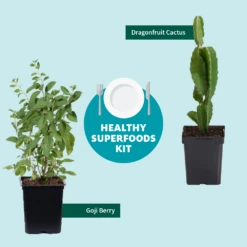 Goji Berry 11 Goji Berry -Plant Sales Store Healthy Superfoods Kit Graphic ceafb56f 8262 49e7 9792 ea28ea2e548e