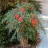 Heavenly Bamboo Nandina Shrub