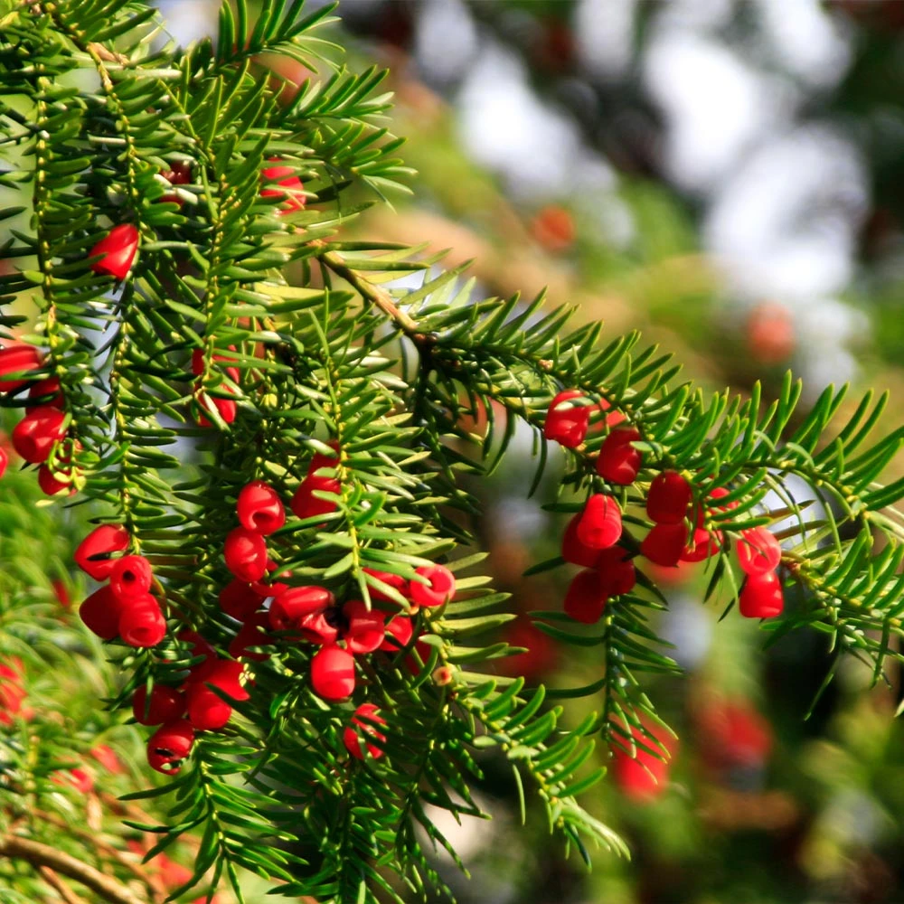 Hicks Yew Tree 6 Hicks Yew Tree - Image 6