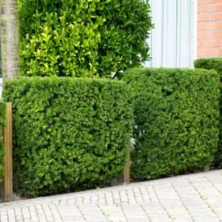 Hicks Yew Tree 9 Hicks Yew Tree -Plant Sales Store Hicks Yew 4 FGT