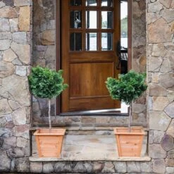 Dwarf Hinoki Cypress Tree -Plant Sales Store Hinoki Cypress Standard 2 6bc85b90 3eec 439f 92d1 ae3e8dfe164a